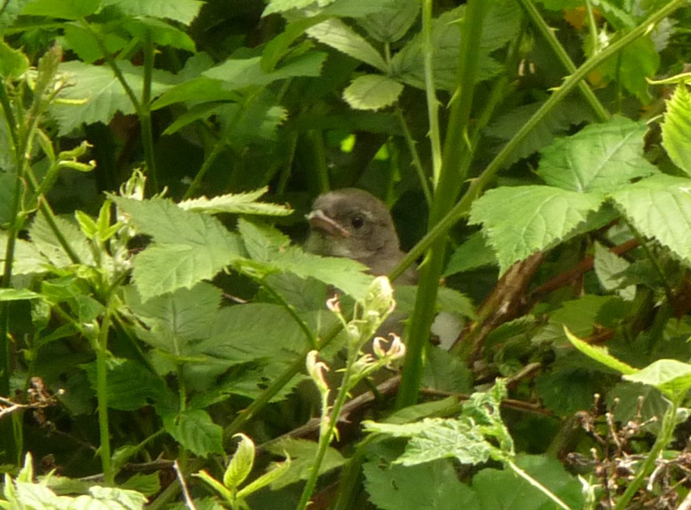 Baby Jay 1