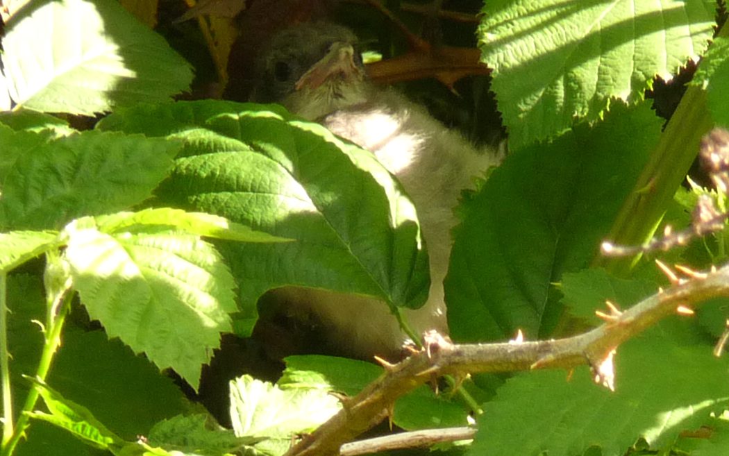Baby Jay 6