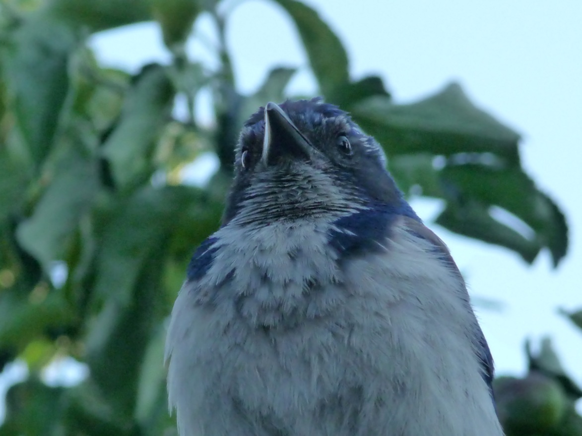 Psycho Jay